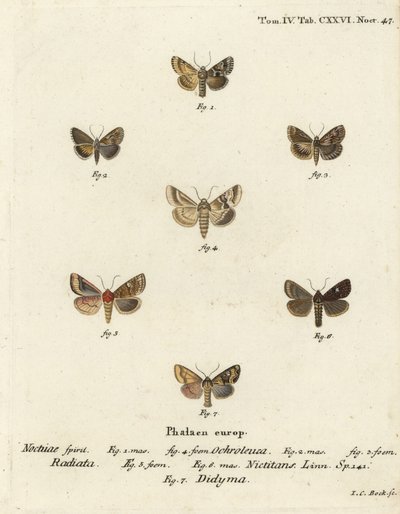 Dusky sallow, Eremobia ochroleuca 1,4, Cynaeda dentalis 2,3, earmal, Amphipoea oculea 5,6, och common rustic, Mesapamea secalis 7. Handkolorerad kopparstick av Johann Carl Bock efter Eugenius Johann Christoph Esper i Abbild Schmetterlinge av Johann Carl Bock