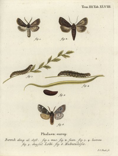 Fjädrade gotiska och Rannoch spretfjärilar. av Johann Carl Bock