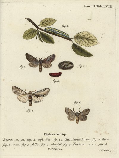 Åttafigur, svälj framträdande och Drymonia velitaris mal. av Johann Carl Bock