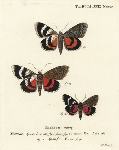 Fransk röd undervinge, Catocala elocata 1,2, och mörk röd undervingsvariant, Catocala sponsa 3. Handkolorerad kopparstick av Johann Carl Bock efter Eugenius Johann Christoph Espers Fjärilarna i illustrationer efter naturen, Erlangen av Johann Carl Bock
