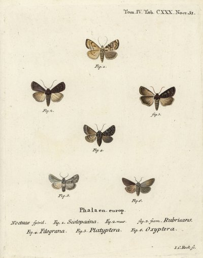Garden Dart, Euxoa nigricans 1-3, Hadena filograna 4, antirrhinum brocade, Calophasia platyptera 5, Simyra nervosa 6. Handkolorerad kopparstick av Johann Carl Bock efter Eugenius Johann Christoph Espers Fjärilarna i illustrationer efter den av Johann Carl Bock