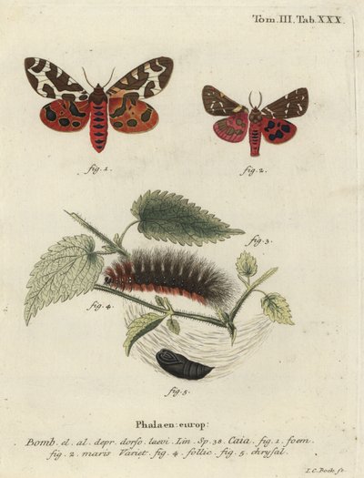 Trädgårdstigermal eller stor tigermal, Arctia caja. av Johann Carl Bock