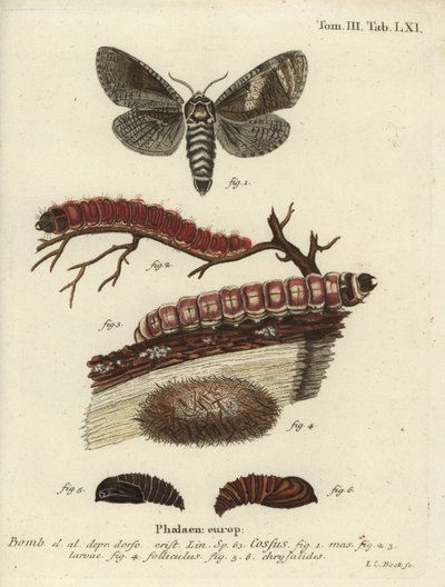 Goatmoth, Goatmoth. av Johann Carl Bock