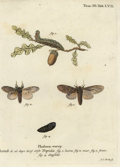 Stort framträdande, Peridea anceps. av Johann Carl Bock