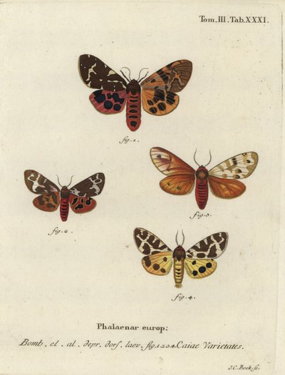 Stora tigermalsorter, Arctia caja. av Johann Carl Bock