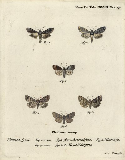 Grön silverfläckad haj, Cucullia argentea 1,2, höstlig rustik, Eugnorisma glareosa 4, åttiofigur, Tethea ocularis 4-6. Handkolorerad kopparstick av Johann Carl Bock efter Eugenius Johann Christoph Espers Die Schmetterlinge i Abbildun av Johann Carl Bock
