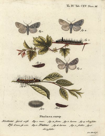 Grå dolk, Acronicta psi 1-4, och mörk dolk, Acronicta tridens 5-8. Handkolorerad kopparstick av Johann Carl Bock efter Eugenius Johann Christoph Espers Fjärilarna i illustrationer från naturen, Erlangen av Johann Carl Bock
