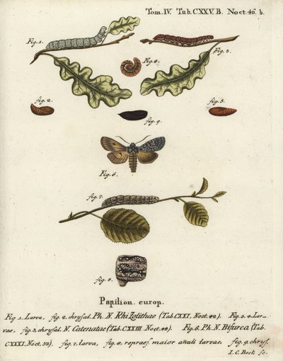 Grå axelknut, Lithophane ornitopus 1,2, volangkastanj, Agrochola helvola 3-5, konform, Lithophane furcifera 6-9. Handkolorerad kopparstick av Johann Carl Bock efter Eugenius Johann Christoph Espers Die Schmetterlinge in Abbildungen n av Johann Carl Bock