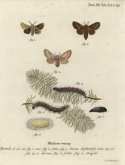 Mald lakejmal, Malacosoma castrense. av Johann Carl Bock