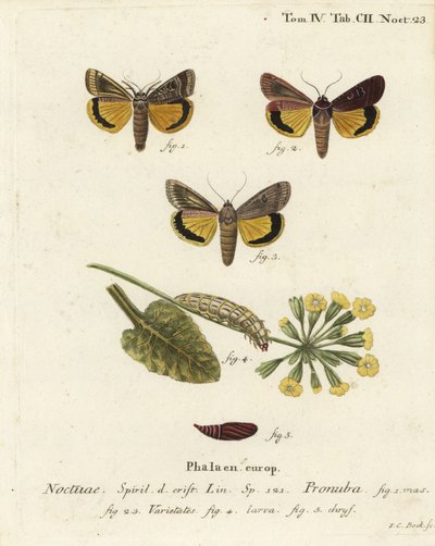 Stor gul undervinge, Noctua pronuba och sorter. Handkolorerad kopparstick av Johann Carl Bock efter Eugenius Johann Christoph Espers Fjärilarna i illustrationer från naturen, Erlangen av Johann Carl Bock