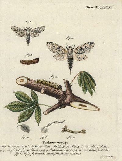 Leopardmal, Zeusera kärna. av Johann Carl Bock