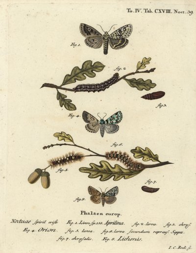 Merveille du jour, Dichonia aprilina 1-4, knapp merveille du jour, Moma alpium 5-7, och marmorgrön, Cryphia muralis 8. Handkolorerad kopparstick av Johann Carl Bock efter Eugenius Johann Christoph Espers Fjärilarna i illustrationer av Johann Carl Bock