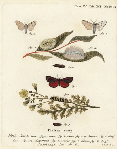 Miller mal, Acronicta leporina 1-5, och cinnober mal, Tyria jacobaeae 6-8. Handkolorerad kopparstick av Johann Carl Bock efter Eugenius Johann Christoph Espers Fjärilarna i illustrationer från naturen, Erlangen av Johann Carl Bock