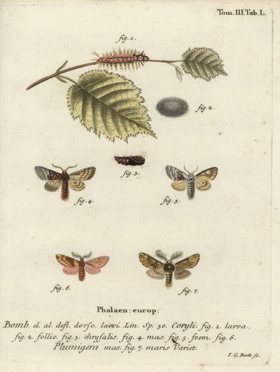 Nötträdstuva och plymer framträdande. av Johann Carl Bock