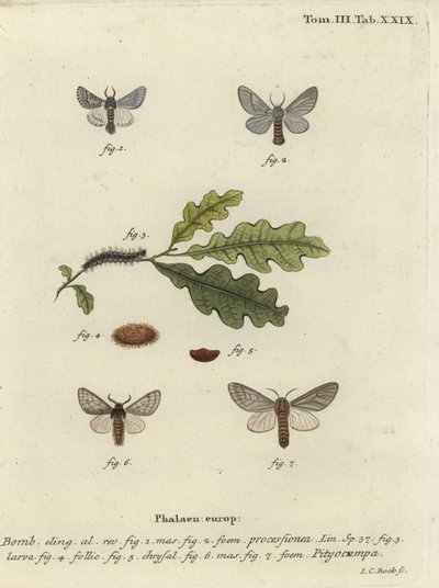 Ekprocessionsfjäril, Thaumetopoea processionea. av Johann Carl Bock