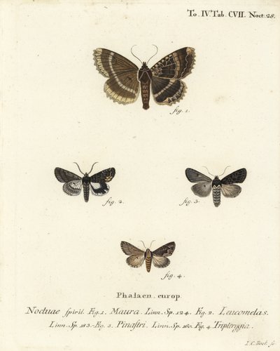 Gammal dam eller svart undervinge, Mormo maura 1, östlig alchymist, Aedia leucomelas 2 och Dypterygia scabriuscula 3,4. Handkolorerad kopparstick av Johann Carl Bock efter Eugenius Johann Christoph Espers Fjärilarna i illustrationer efter Na av Johann Carl Bock