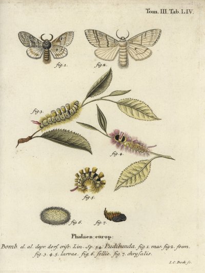 Blek tuva, Calliteara pudibunda. av Johann Carl Bock