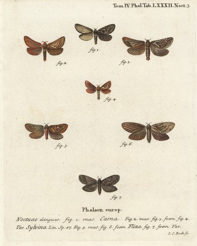 Pharmacis carna 2-4, orange swift, Triodia sylvina 5,6, och gold swift, Phymatopus hekta 7. Handkolorerad kopparstick av Johann Carl Bock efter Eugenius Johann Christoph Espers Fjärilarna i illustrationer från naturen, Erlangen av Johann Carl Bock