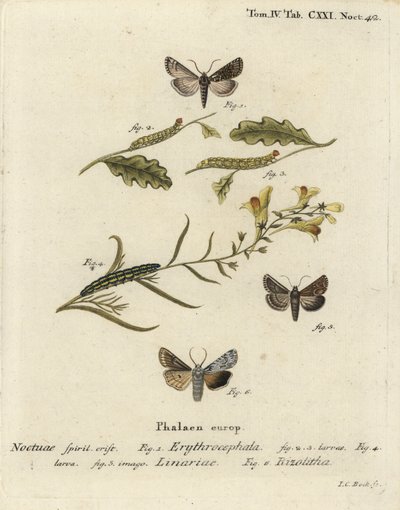 Rödhårig kastanj, Conistra erythrocephala 1-4, paddlinbrokad, Calophasia lunula 5 och grå axelknut, Lithophane ornitopus 6. Handkolorerad kopparstick av Johann Carl Bock efter Eugenius Johann Christoph Espers Die Schmetterlinge i Abb av Johann Carl Bock