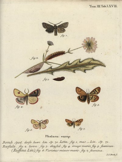 Röd-line quaker, molnig buff och volang kastanj. av Johann Carl Bock