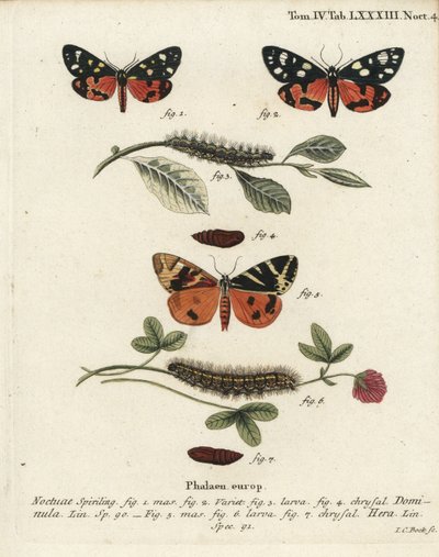 Scarlet tigermal, Callimorpha dominula 1-4, och Jersey tigermal, Euplagia quadripunctaria 5-7. Handkolorerad kopparstick av Johann Carl Bock efter Eugenius Johann Christoph Espers Fjärilarna i illustrationer från naturen, Erlangen av Johann Carl Bock