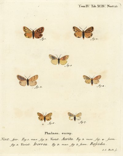 Setina aurita moth 1,2, daggmal, Setina irrorella 3-5, och Setina roscida moth 6,7. Handkolorerad kopparstick av Johann Carl Bock efter Eugenius Johann Christoph Espers Fjärilarna i illustrationer från naturen, Erlangen av Johann Carl Bock