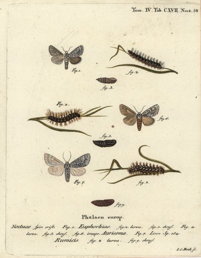 Söt kulingfjäril, Acronicta euphorbiae 1-5, knapp dolk, Acronicta auricoma 6, och knutgräsmal, Acronicta rumicis 7-9. Handkolorerad kopparstick av Johann Carl Bock efter Eugenius Johann Christoph Espers Die Schmetterlinge i Abbildungen nac av Johann Carl Bock