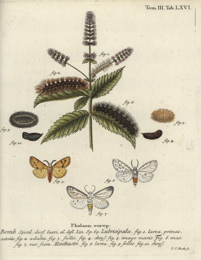 Vit hermelin, Spilosoma lubricipeda. av Johann Carl Bock