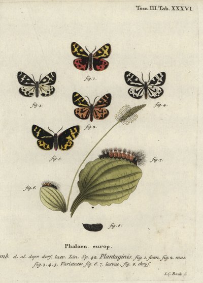 Trätigermal, Parasemia plantaginis. av Johann Carl Bock