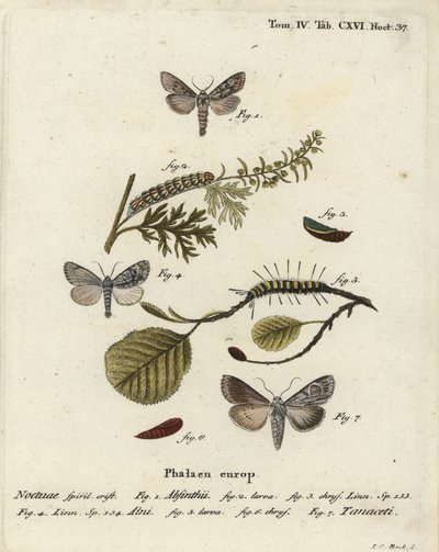 Malörtsmal, Cucullia absinthii 1-3, almal, Acronicta alni 4-6, och Cucullia tanaceti 7. Handkolorerad kopparstick av Johann Carl Bock efter Eugenius Johann Christoph Espers Fjärilarna i illustrationer efter naturen, Erlangen av Johann Carl Bock