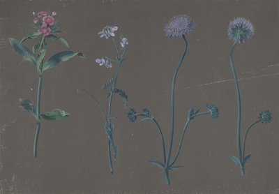 Studie av tre blommor, 1781. av Johann Christian August Birnbaum