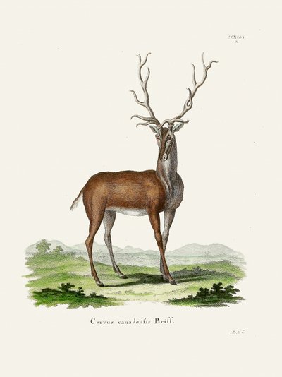 Elk  Av Johann Christian Daniel Von Schreber. av Johann Christian Daniel Von Schreber