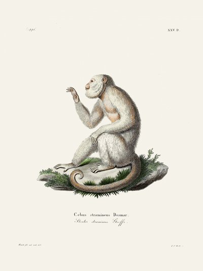 En graciös kapucinerapa av Johann Christian Daniel von Schreber. av Johann Christian Daniel Von Schreber