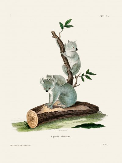 Koala av Johann Andreas Wagener av Johann Christian Daniel Von Schreber