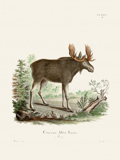 Moose av Johann Christian Daniel von Schreber. av Johann Christian Daniel Von Schreber