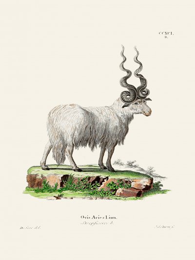 Ovis Aries av Johann Andreas Wagener och Johann Christian Daniel von Schreber. av Johann Christian Daniel Von Schreber