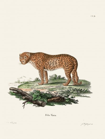 Panther av Johann Christian Daniel von Schreber. av Johann Christian Daniel Von Schreber