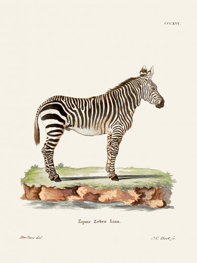 Zebra ur *Däggdjuren* (1778–1855) av Johann Christian Daniel von Schreber. av Johann Christian Daniel Von Schreber