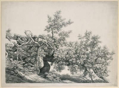 Trädstudie. Kullfallen stam med blottade rötter av Johann Christian Reinhart