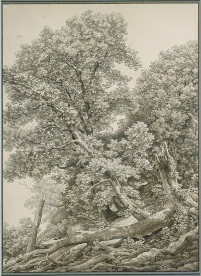 Stor trädstudie av Johann Christian Reinhart