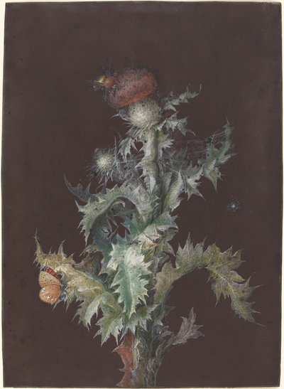 Tistel med insekter av Johann Christoph Dietzsch