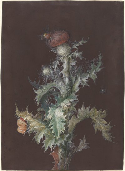 Tistel med insekter, ca. 1755. av Johann Christoph Dietzsch