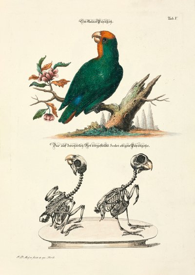 Liten papegoja med skelett av Johann Daniel Meyer
