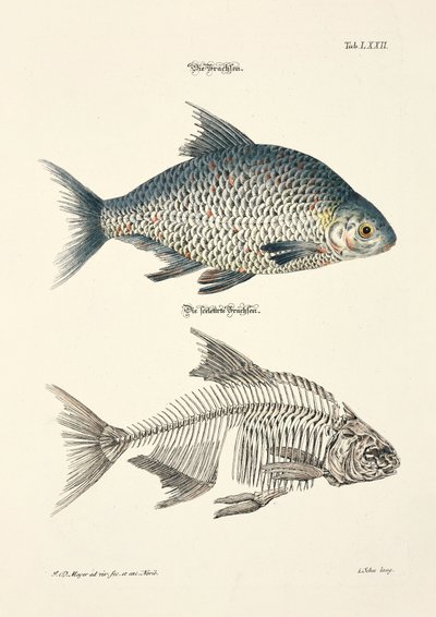 Den vanliga braxen och dess skelett av Johann Daniel Meyer