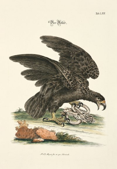 Örnen av Johann Daniel Meyer