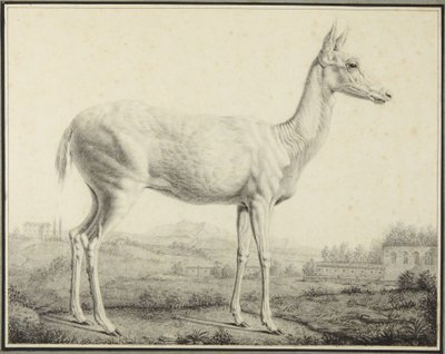 Hjort av Johann Elias Ridinger