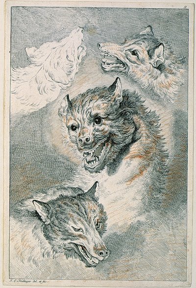 Fyra varghuvuden av Johann Elias Ridinger