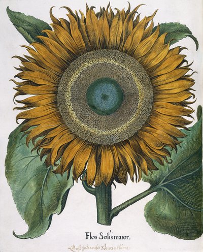 Flos Solis Major, 1613 av Johann Ernst Rentsch