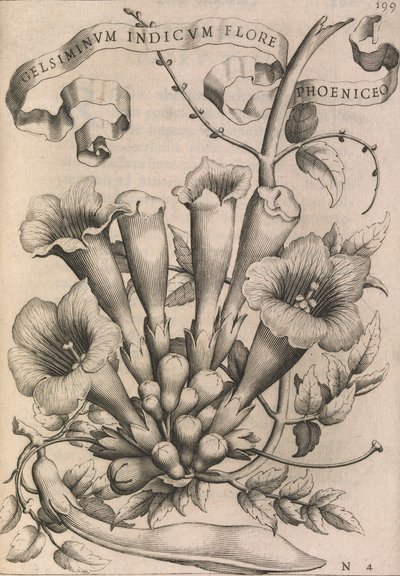 Gelsiminvm indicvm flore phoeniceo, 1633. av Johann Friedrich Greuter