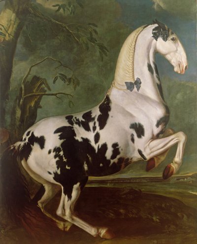 Piebald hingst på Eisgruber Stud av Johann Georg Hamilton